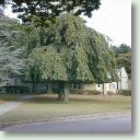 Weeping beech nr Chapel (Small).jpg